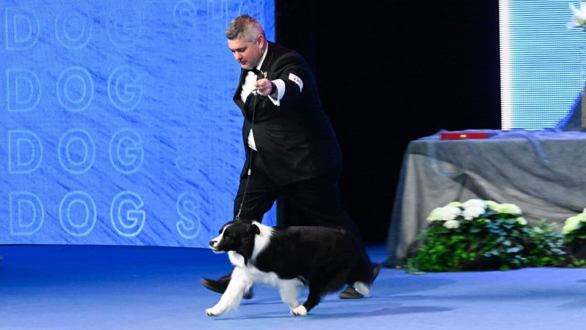 Border Collie Pukawidgee The Moon In Winter (Australia) Owners: Ashlee Houlden & Lynette Houlden & Jarrod Tyler