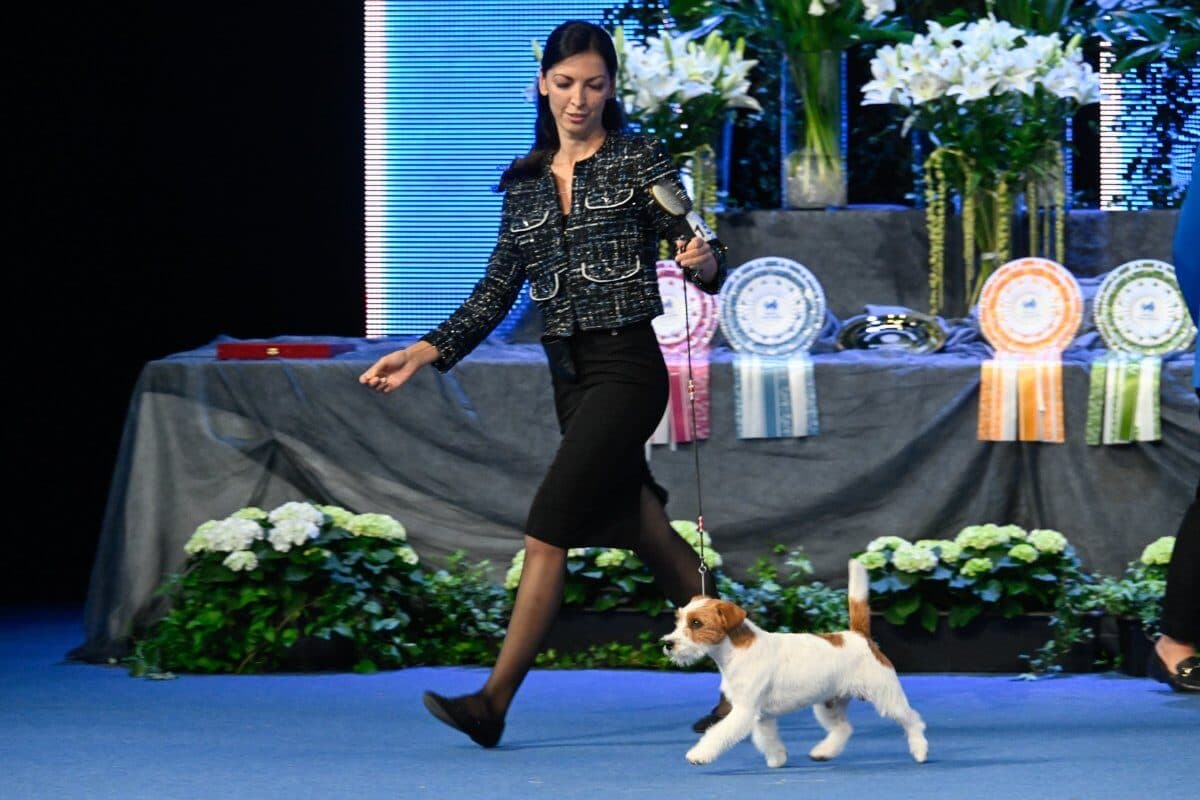 (Jack) Russell Terrier Jackandfish Smasher (Italy) Owner: Olga Klimova