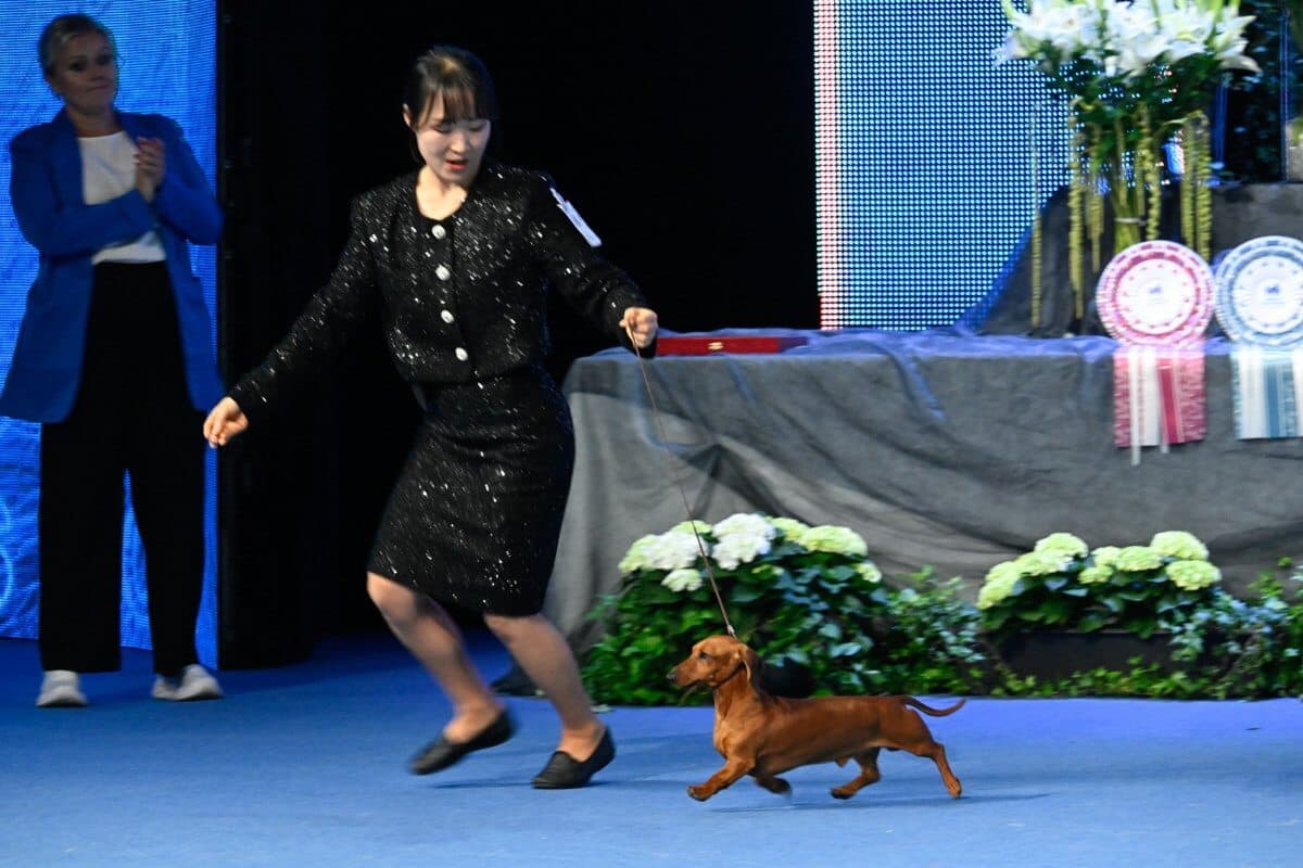 Dachshund, Miniature Smooth-haired Kurzebeine Ms Von The Return Of The Prince (South Korea) Owner: Tae Hwan Kim