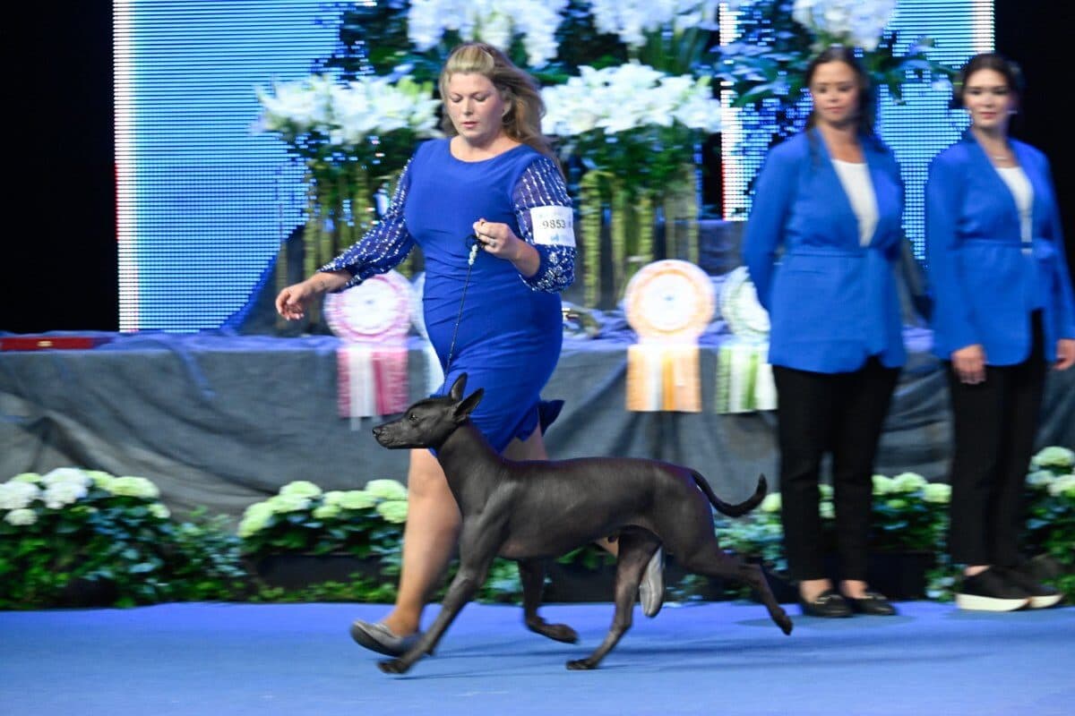 Xoloitzcuintle, Standard Master Rock Calaco (Mexico) Owners: Silvia Tojo & Miguel Alonso