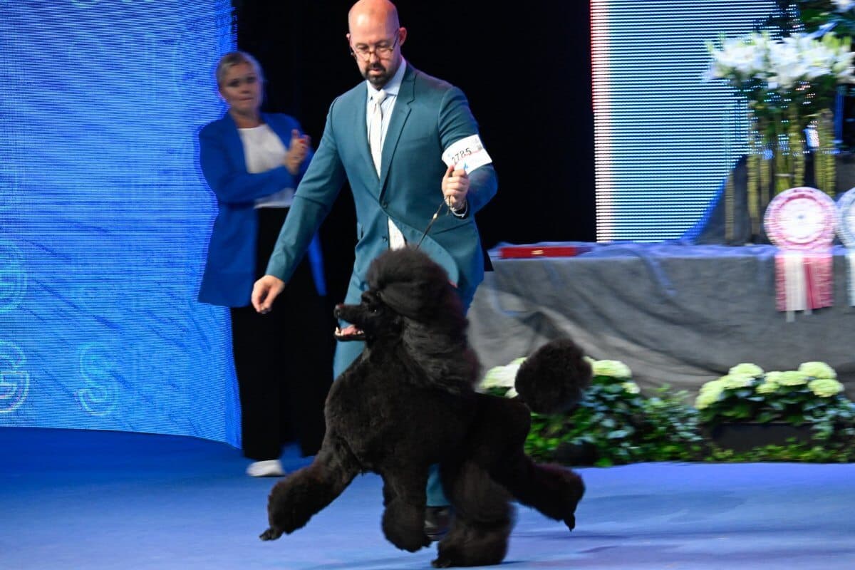 Standard Poodle, black, brown, and white Sachemic Mischief Managed With Afterglow (UK) Owners: Becca Moores &amp; Sam Speakman &amp; Jason Lynn