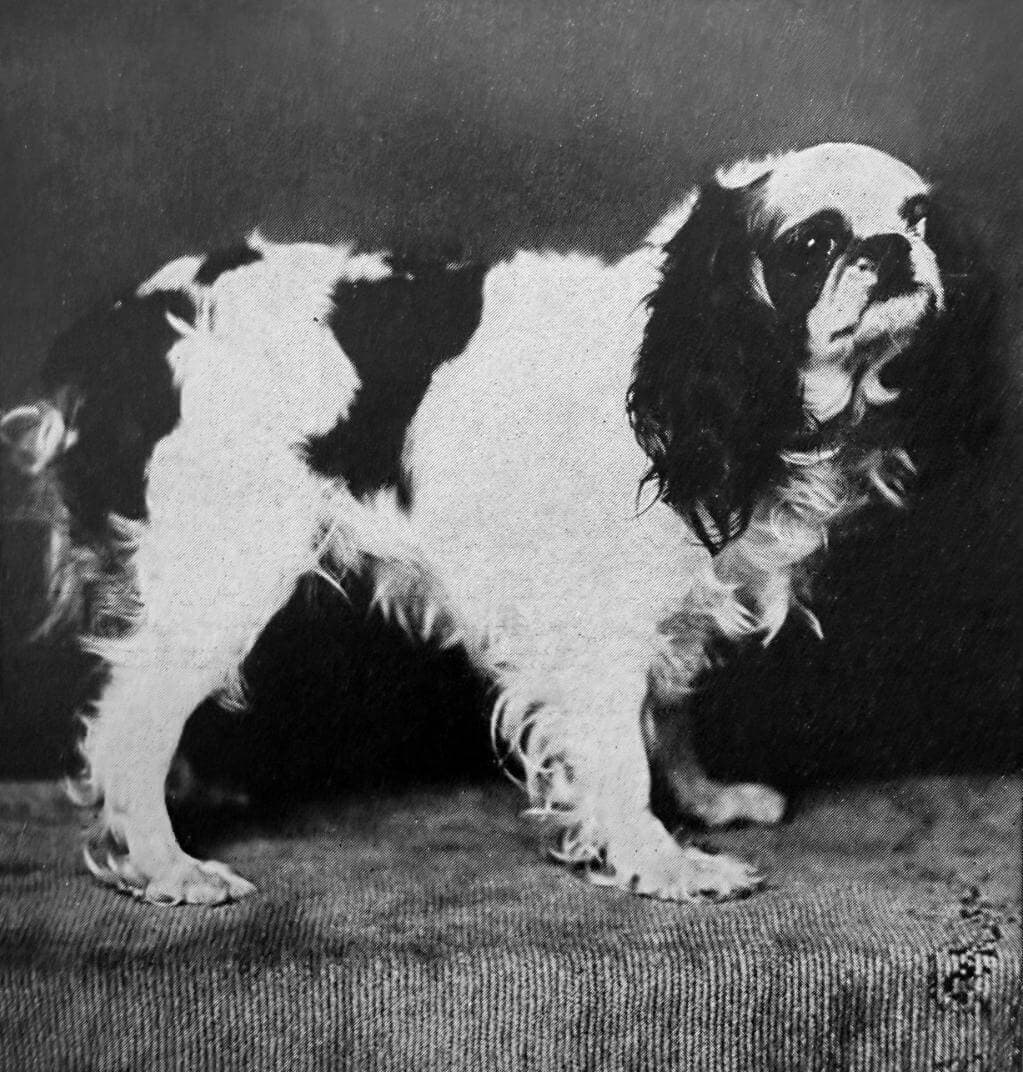 English Toy Spaniel (1)