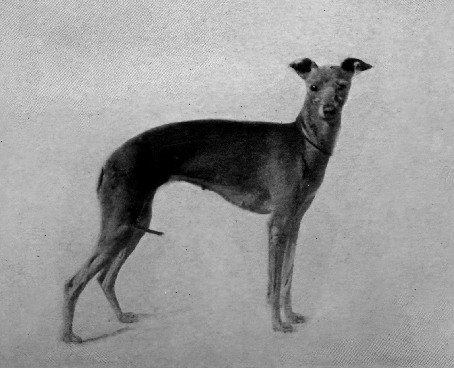 Italian Greyhound (1)