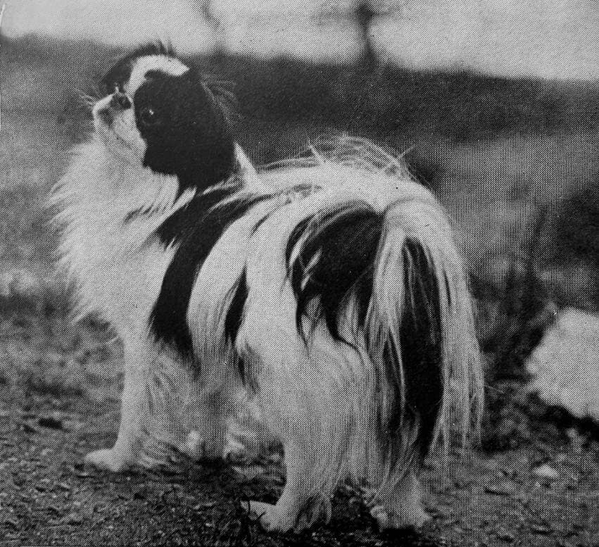 Japanese Chin (1)