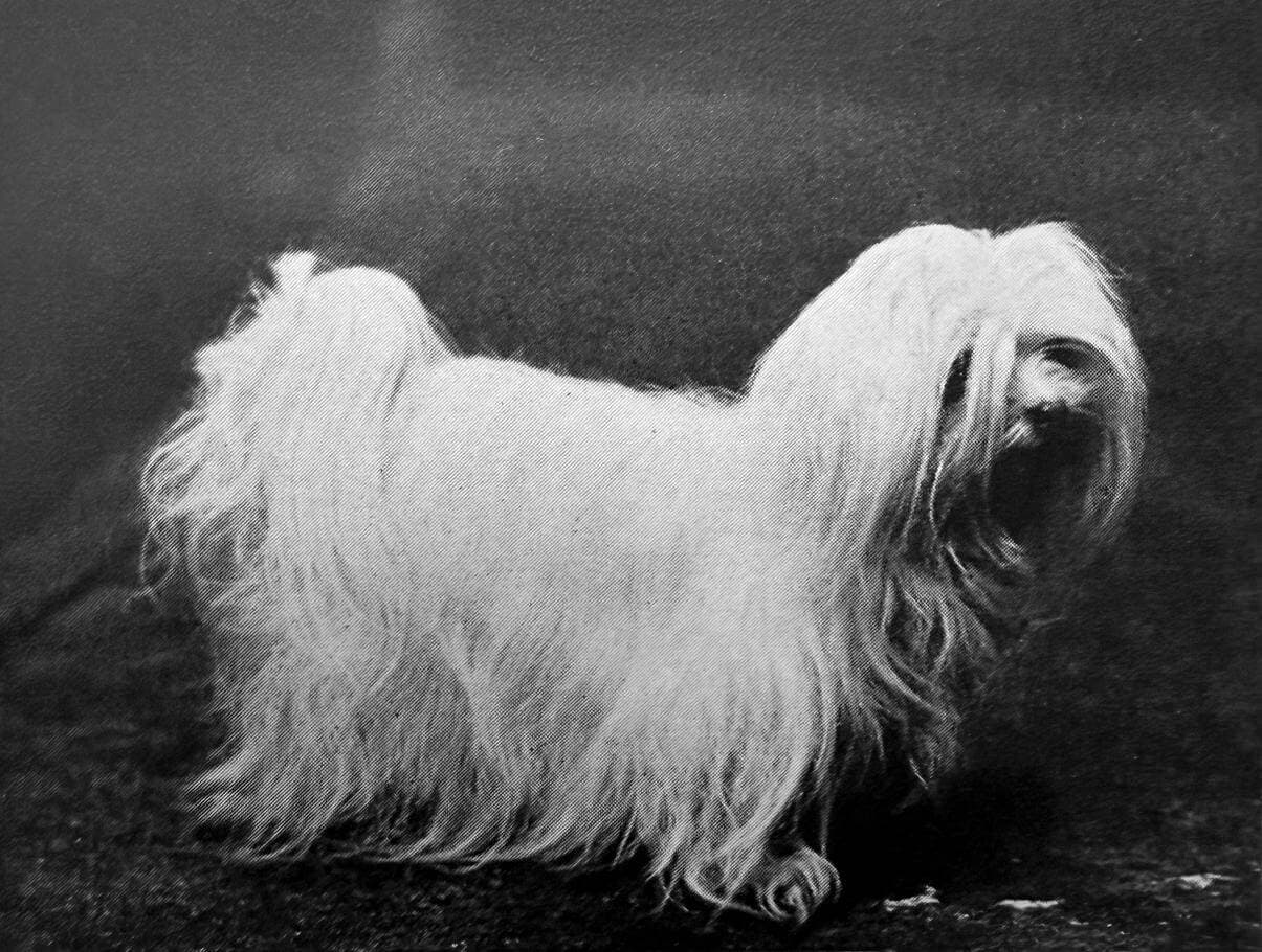 Maltese (1)
