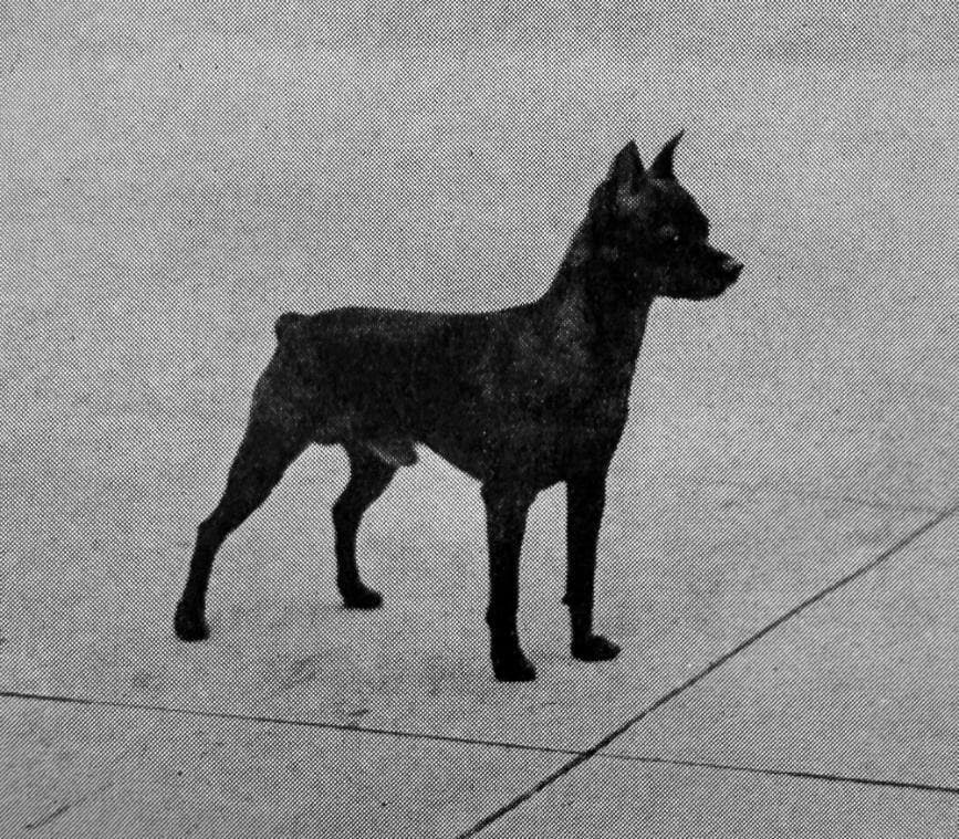 Miniature Pinscher (1)
