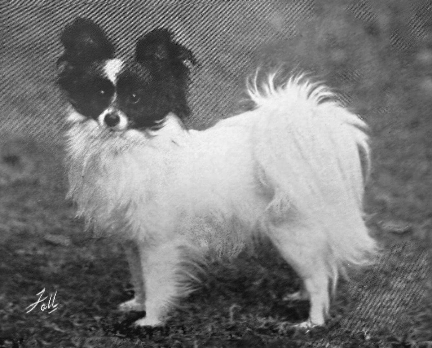 Papillon (1)