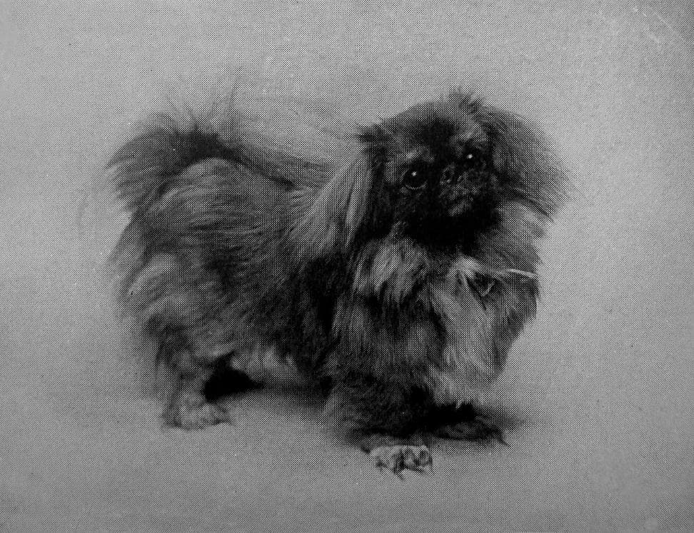 Pekingese (1)