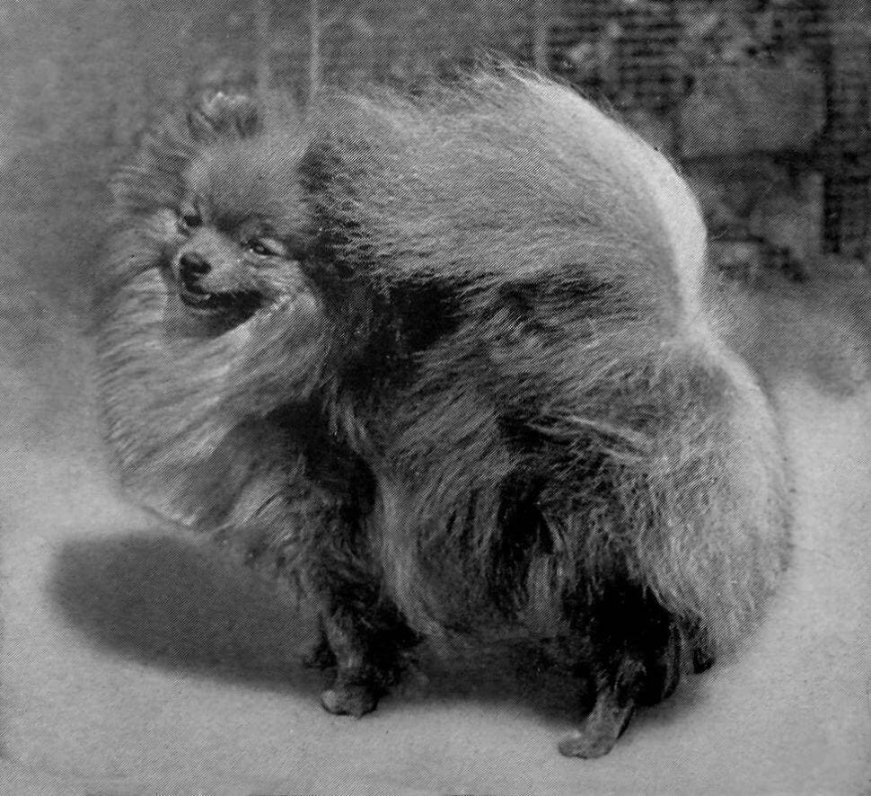 Pomeranian (1)