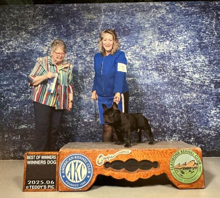 Dude and Pride compete in AKC Conformation.