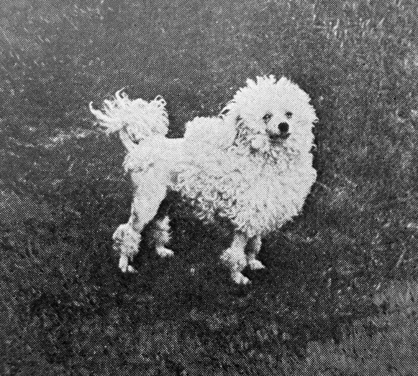 Toy Poodle (1)