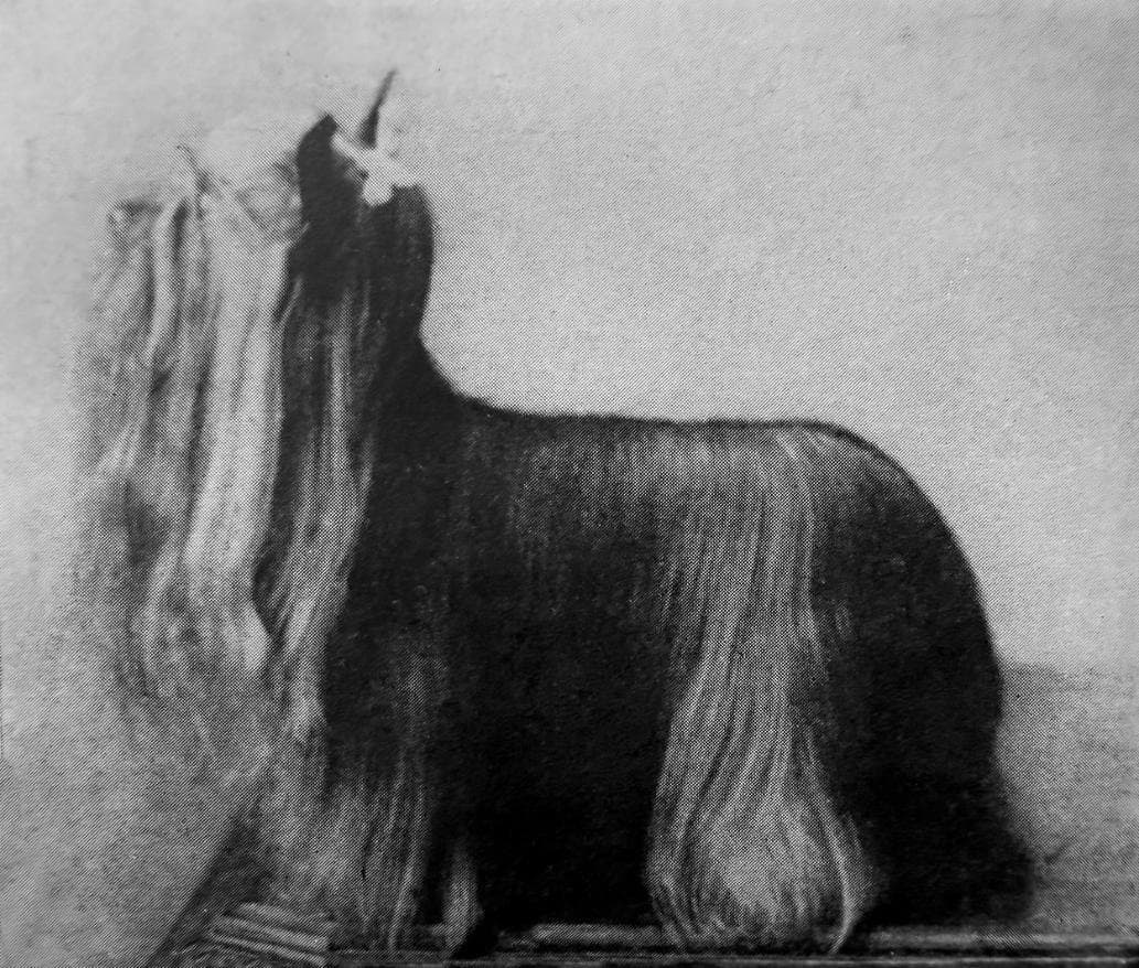 Yorkshire Terrier (1)