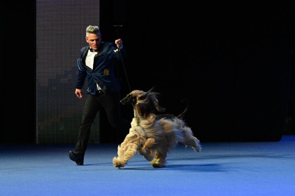 World Dog Show Helsinki 2025