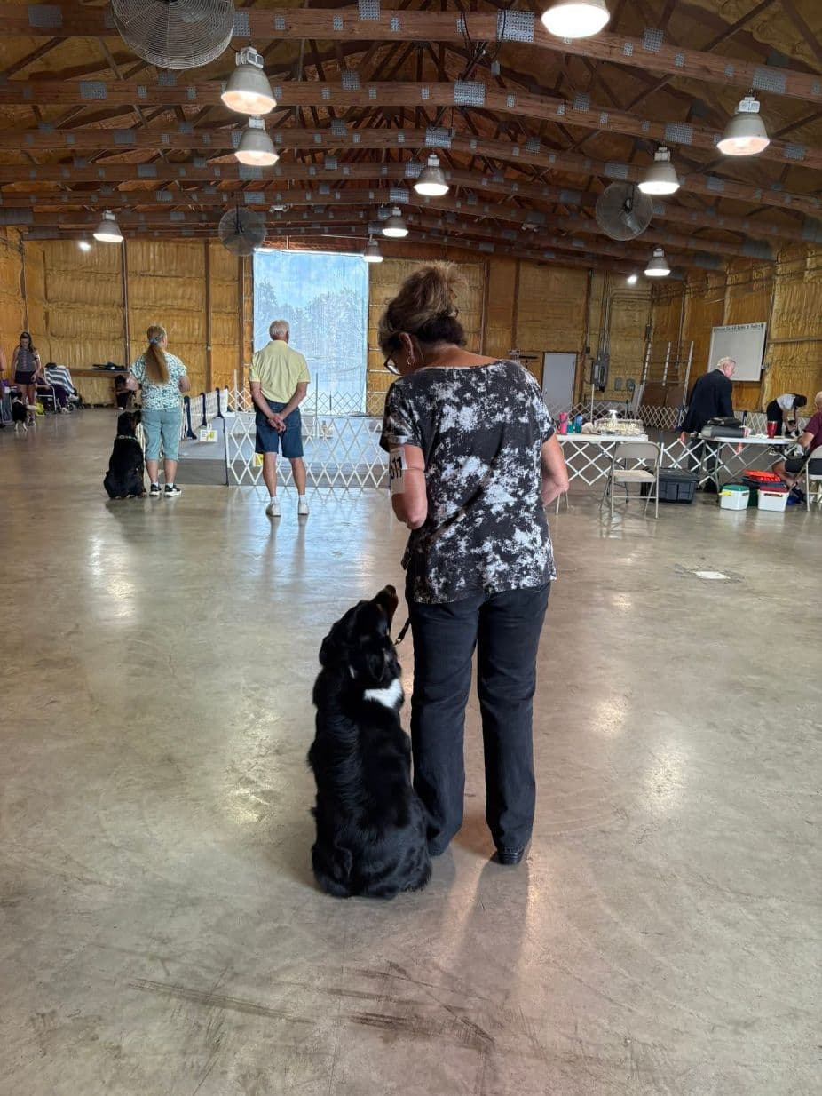 Rally and Obedience