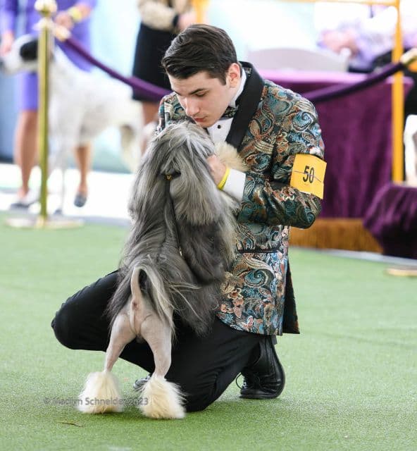 Bevin enjoys a moment in the ring with his Löwchen.