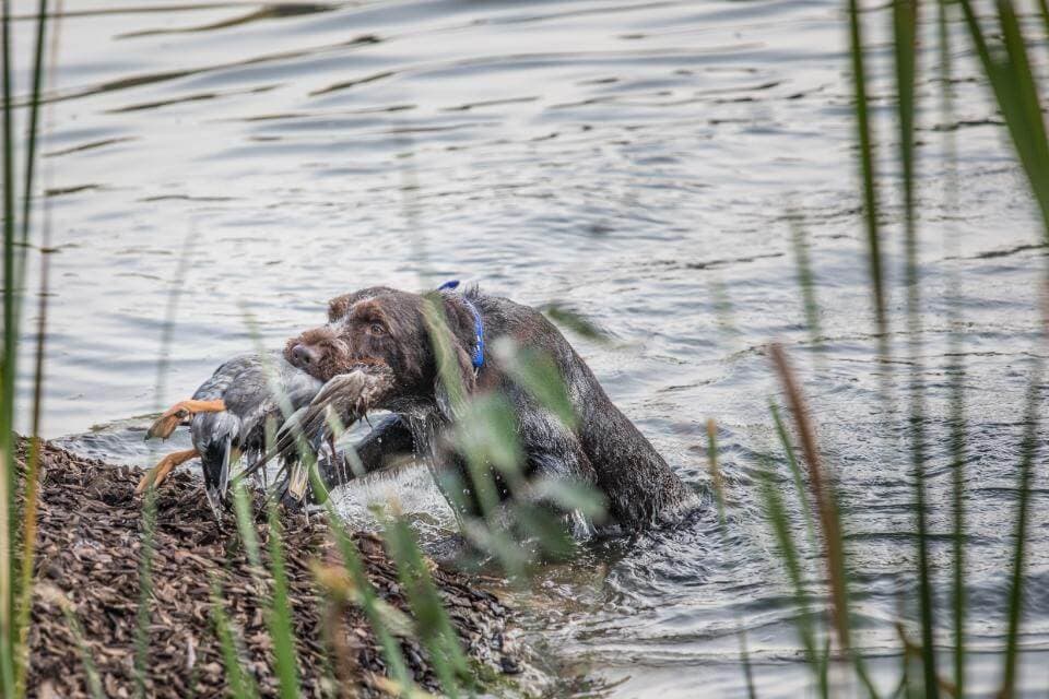 German Wiredhaired Pointer