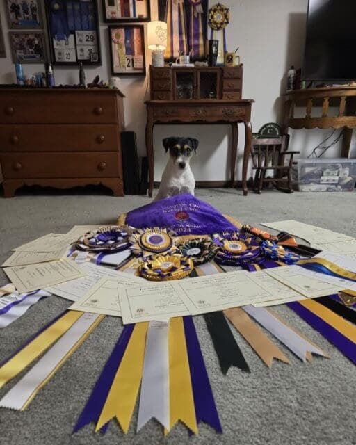 Parson Russel Terrier pictured sitting in a room with many dog sports accolades in front of it