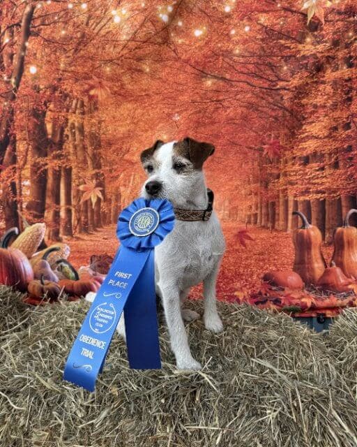 GCH CH UKC-CH Heart Songs Sigtryggr Gale of Foxwarren BN CD RE BCAT ATT CGCA TKI SIN SIA SEN SCN SBN SWN RAT HRAT HRRT1 HRMZ1 