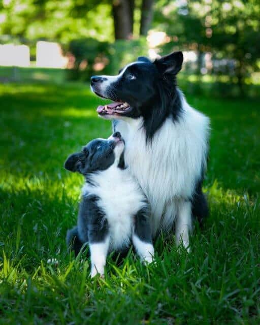 Dog with a puppy, sitting outside on the grass