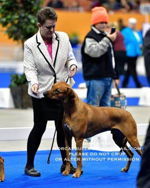 Cindy A Pike at a dog show