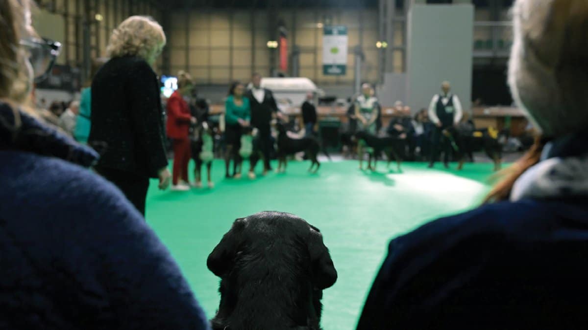 2026 Crufts ringside