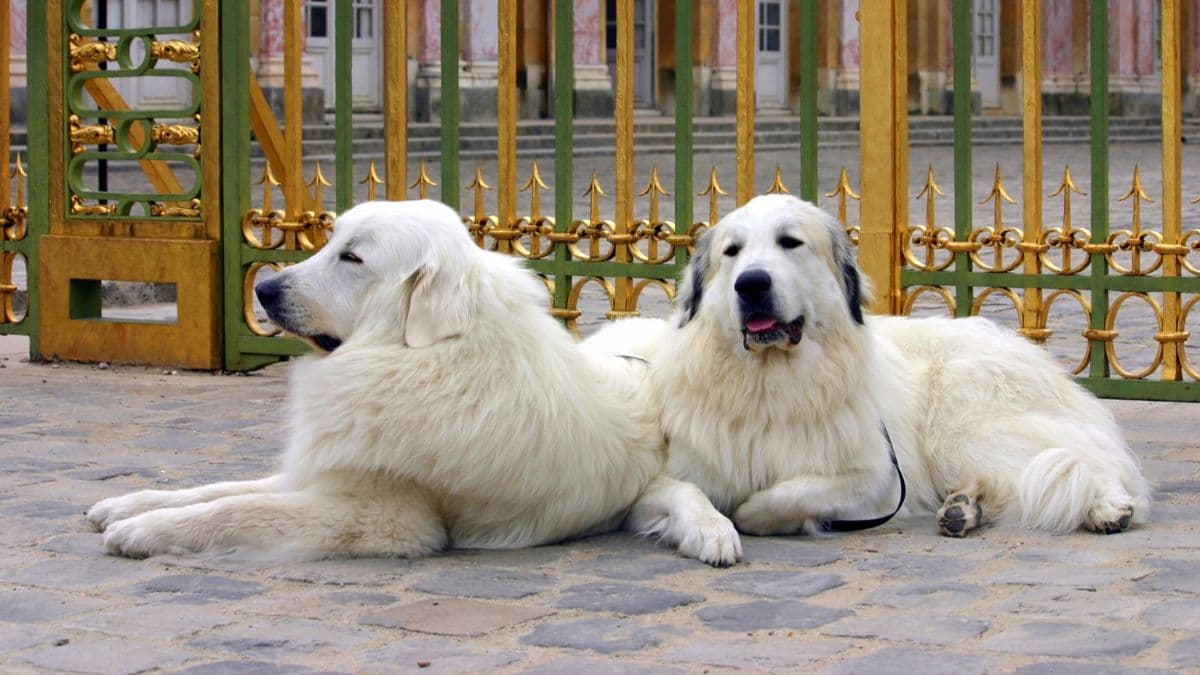Celebrating Working Dogs