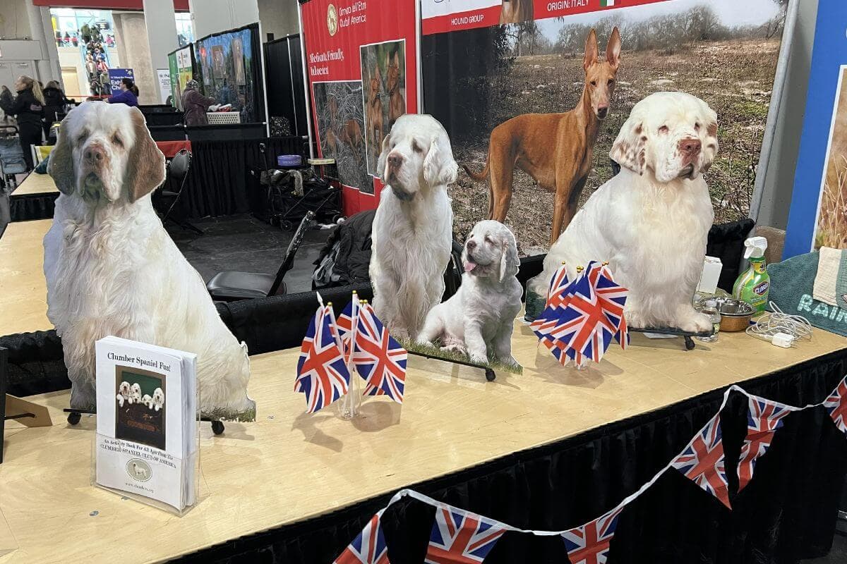 The Clumber Spaniel Club of America created this life-sized and very welcoming family of realistic stand-up cut outs to help out over two long days. The effect was perfect, stopping folks in their tracks to ask about the breed.