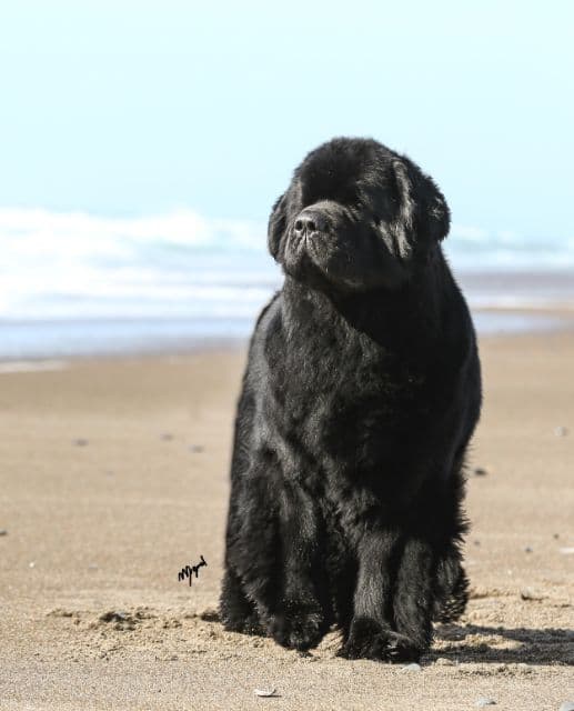 A large black dog is standing on a beach.