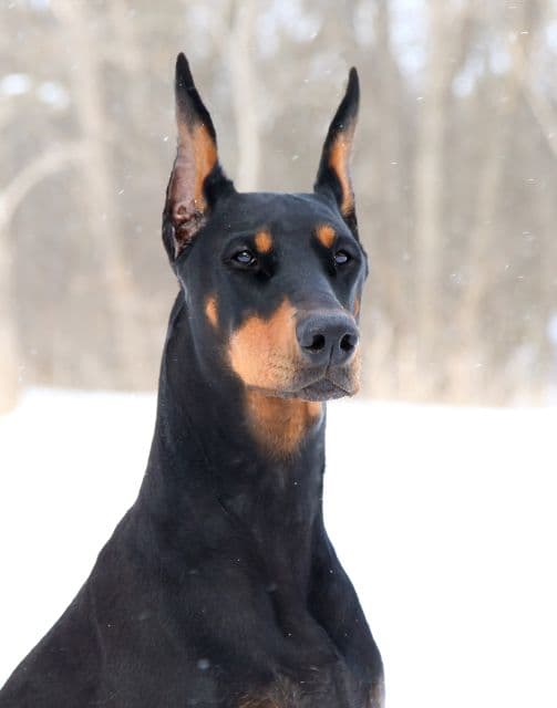A dog with pointy ears and a black coat stands in the snow.
