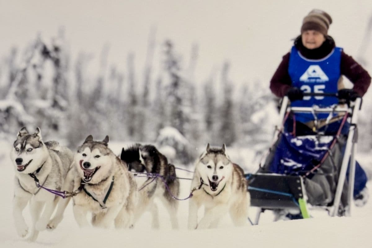 Four Siberian Huskies sledding