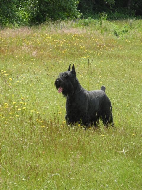 A black dog is standing in a field of grass.