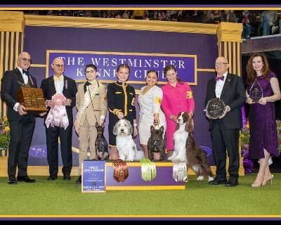 Hadrian and Simon pose for photos with, L to R, Westminster Kennel Club President Donald Sturz, Jr. Showmanship Finals Judge Michael Faulkner, Finalists Tatum Bartlett, Christine B. Roldan & Natalie Ryan Halfacre, WKC Vice President Thomas L. “Tommy” Millner, and Purina Trophy Presenter.
