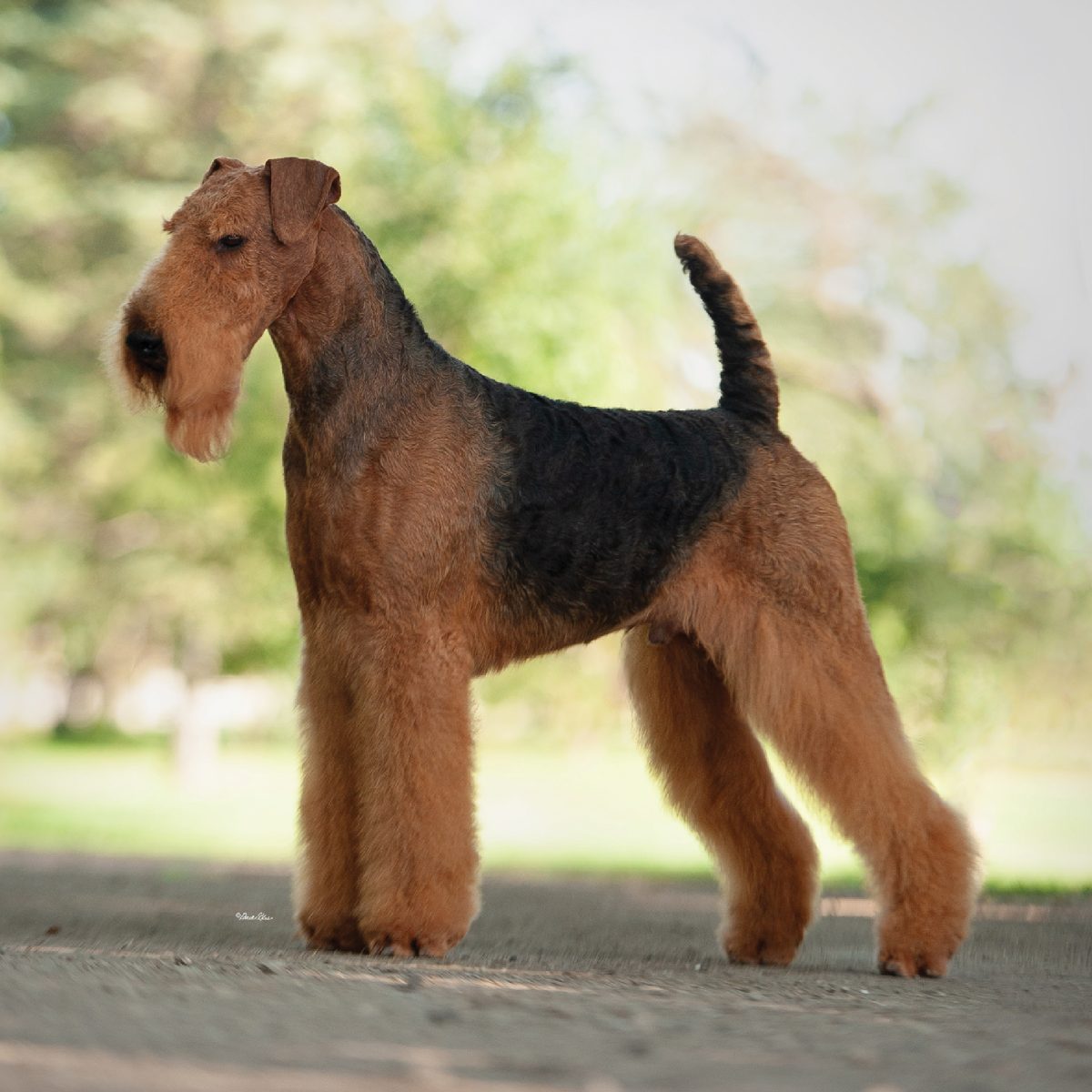 Airedale Terrier