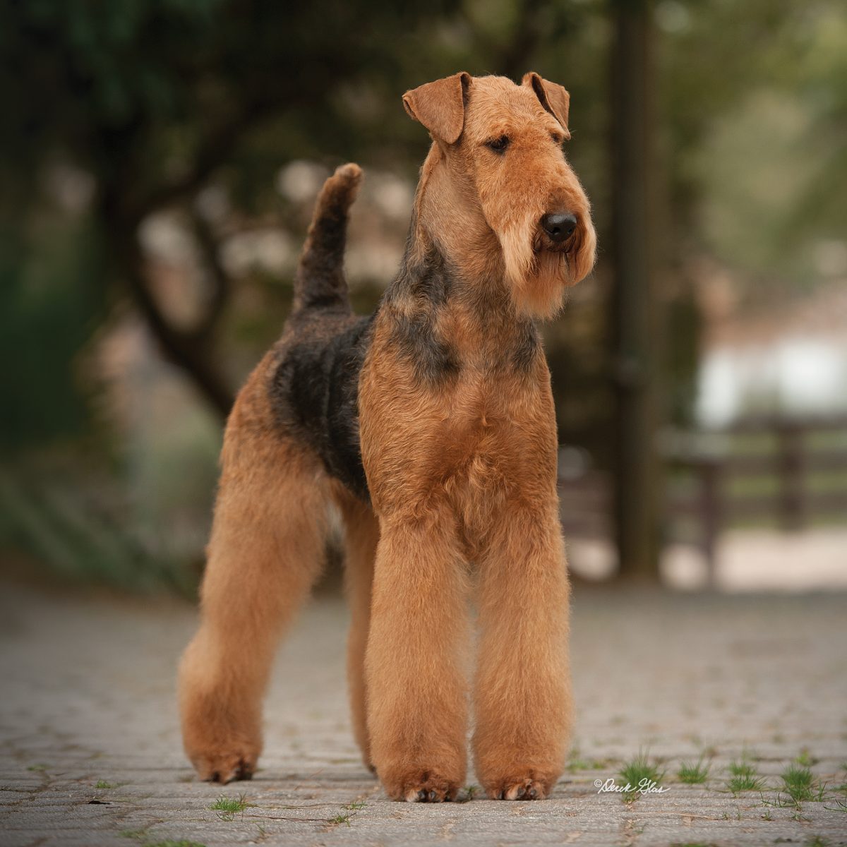 Airedale Terrier