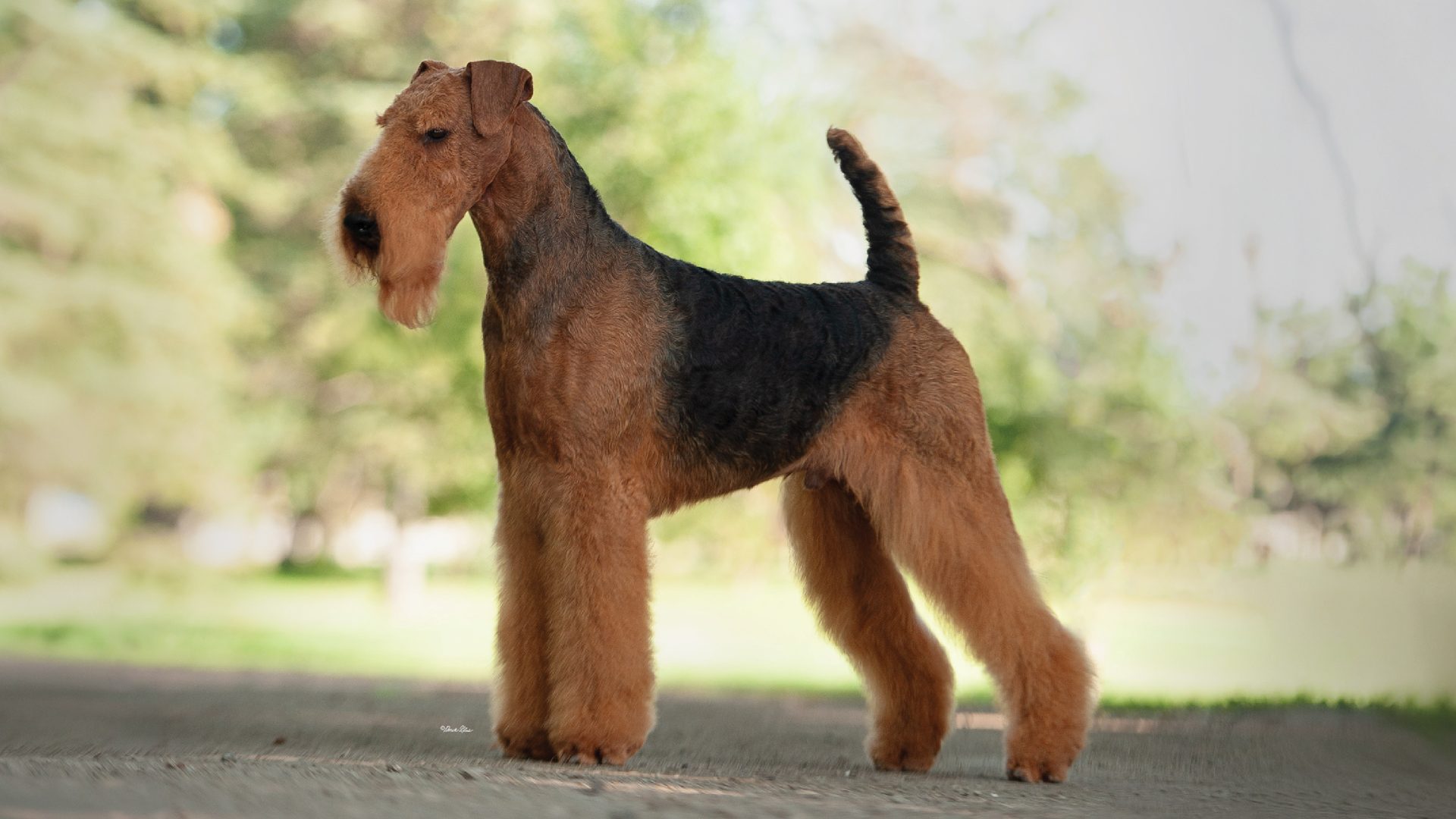 Airedale Terrier