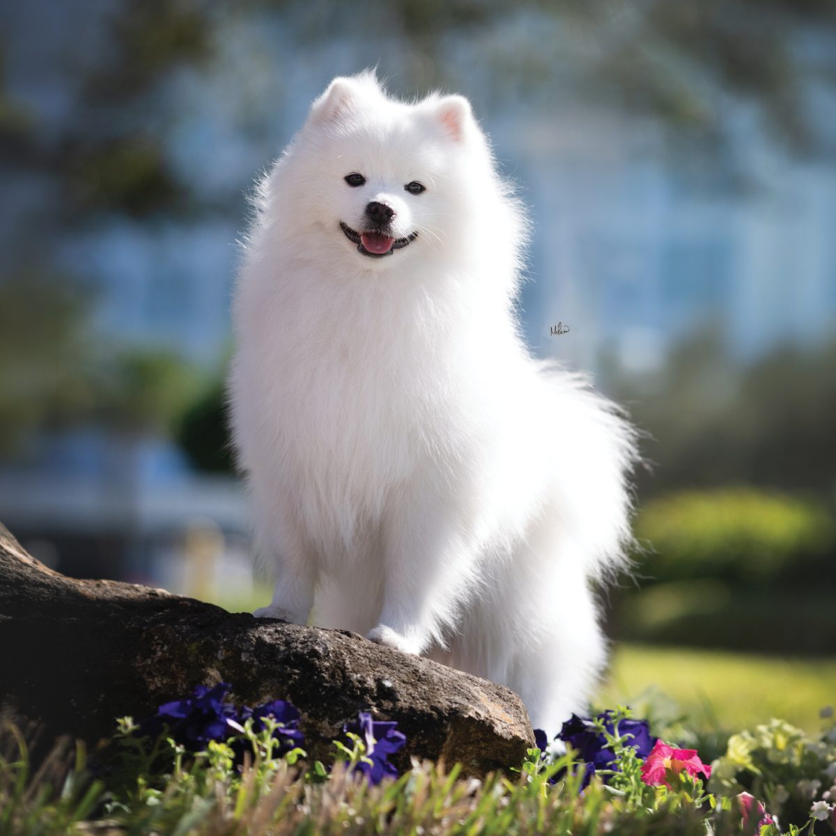 American Eskimo Dog