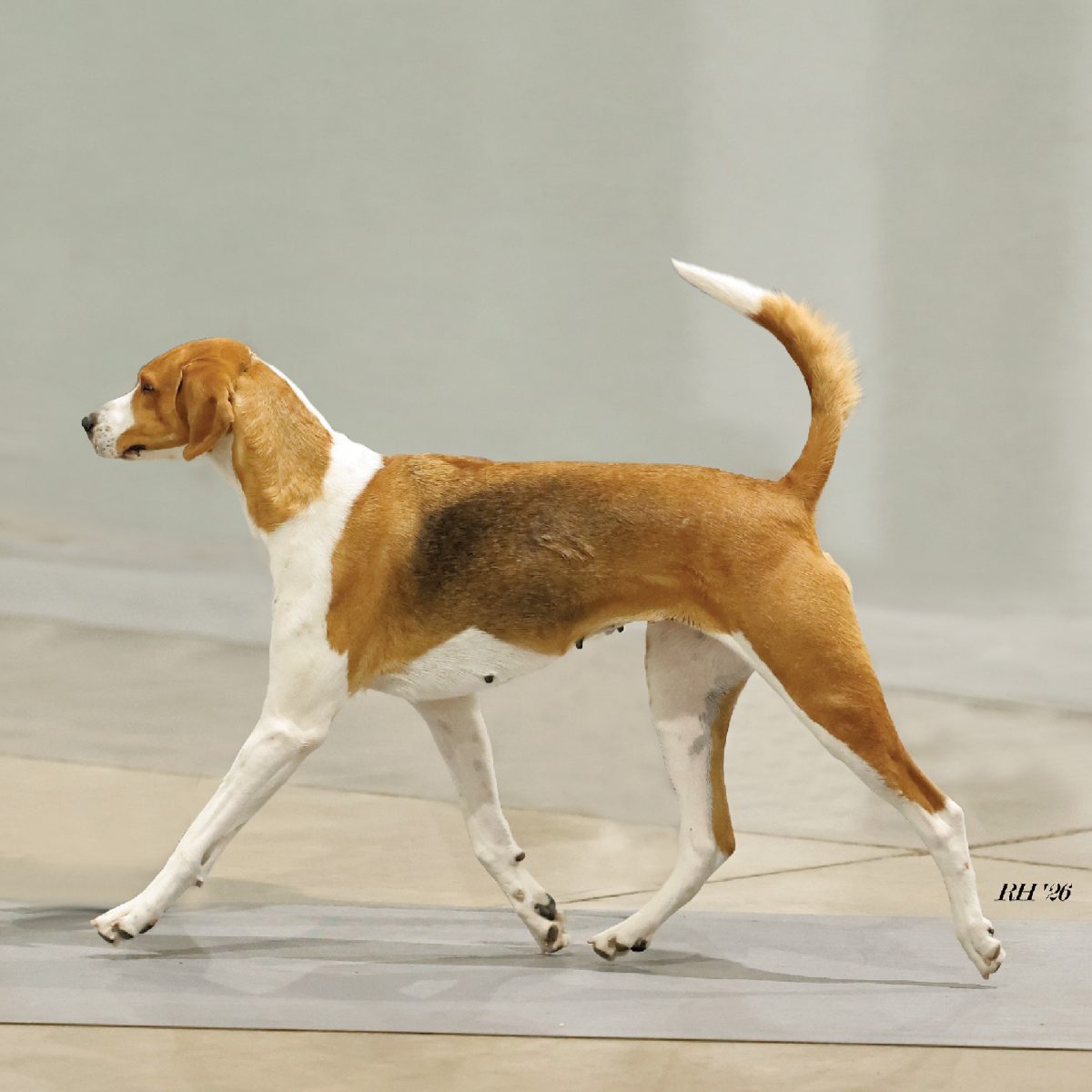American Foxhound