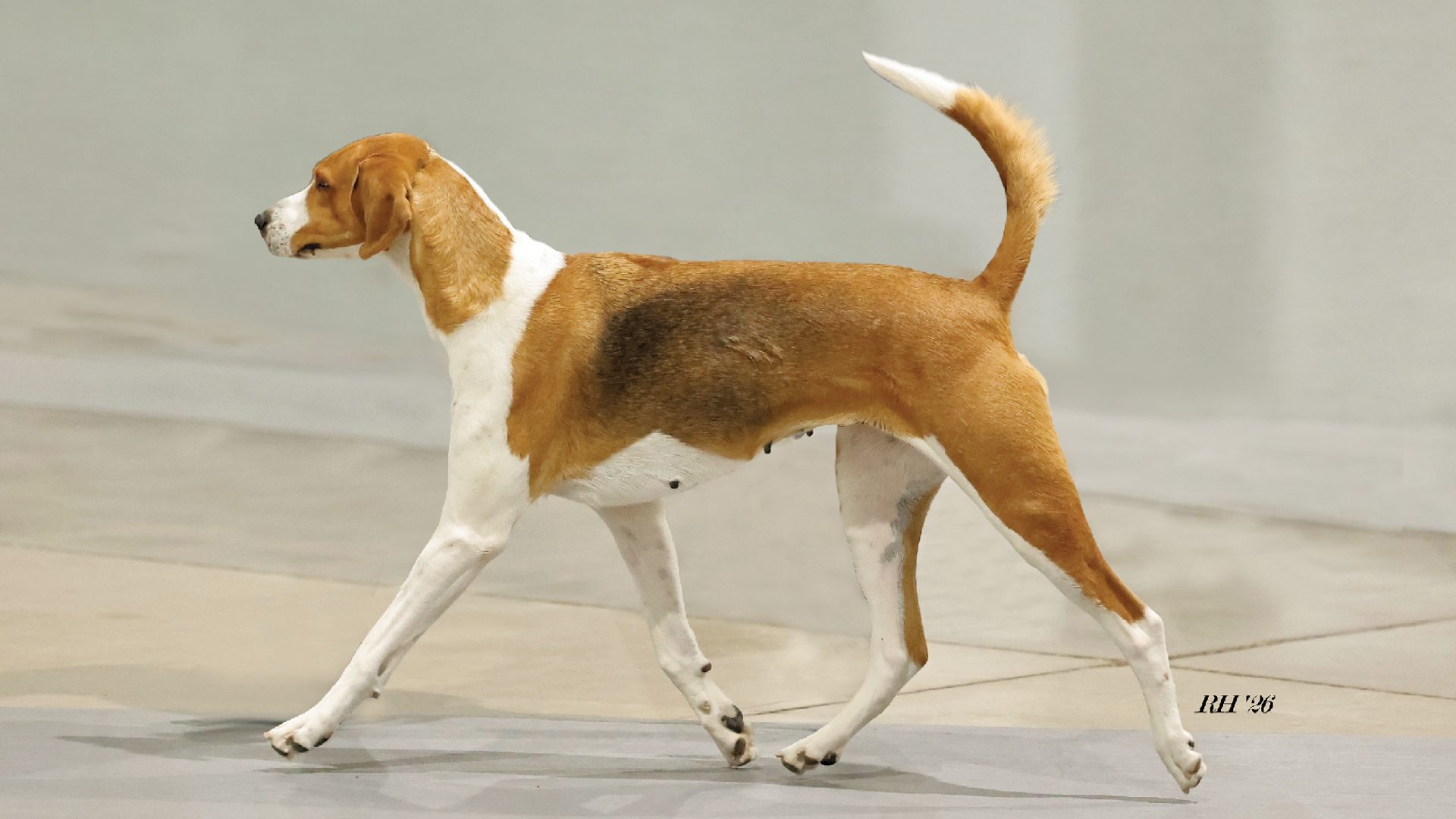 American Foxhound