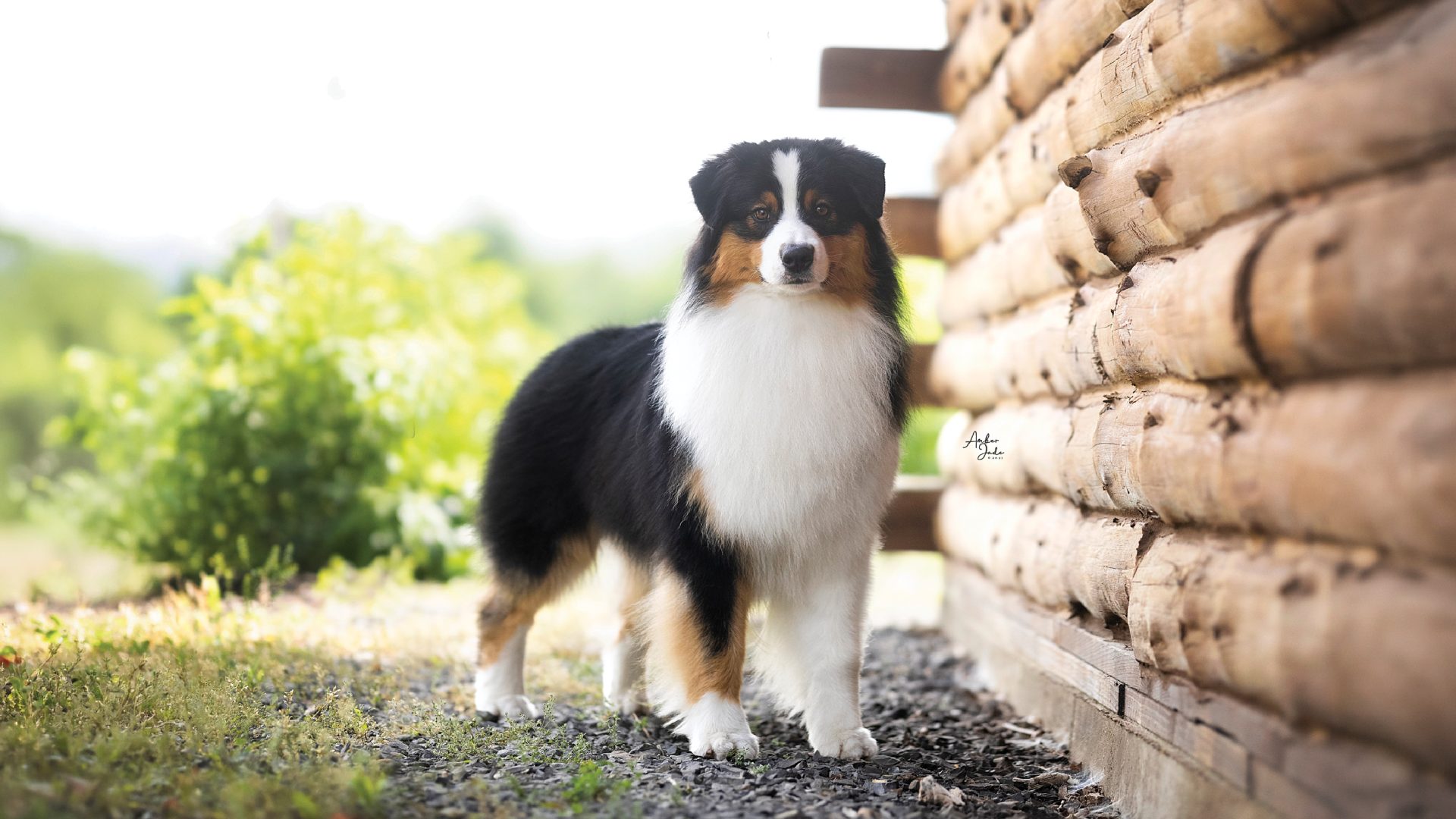 Australian Shepherd