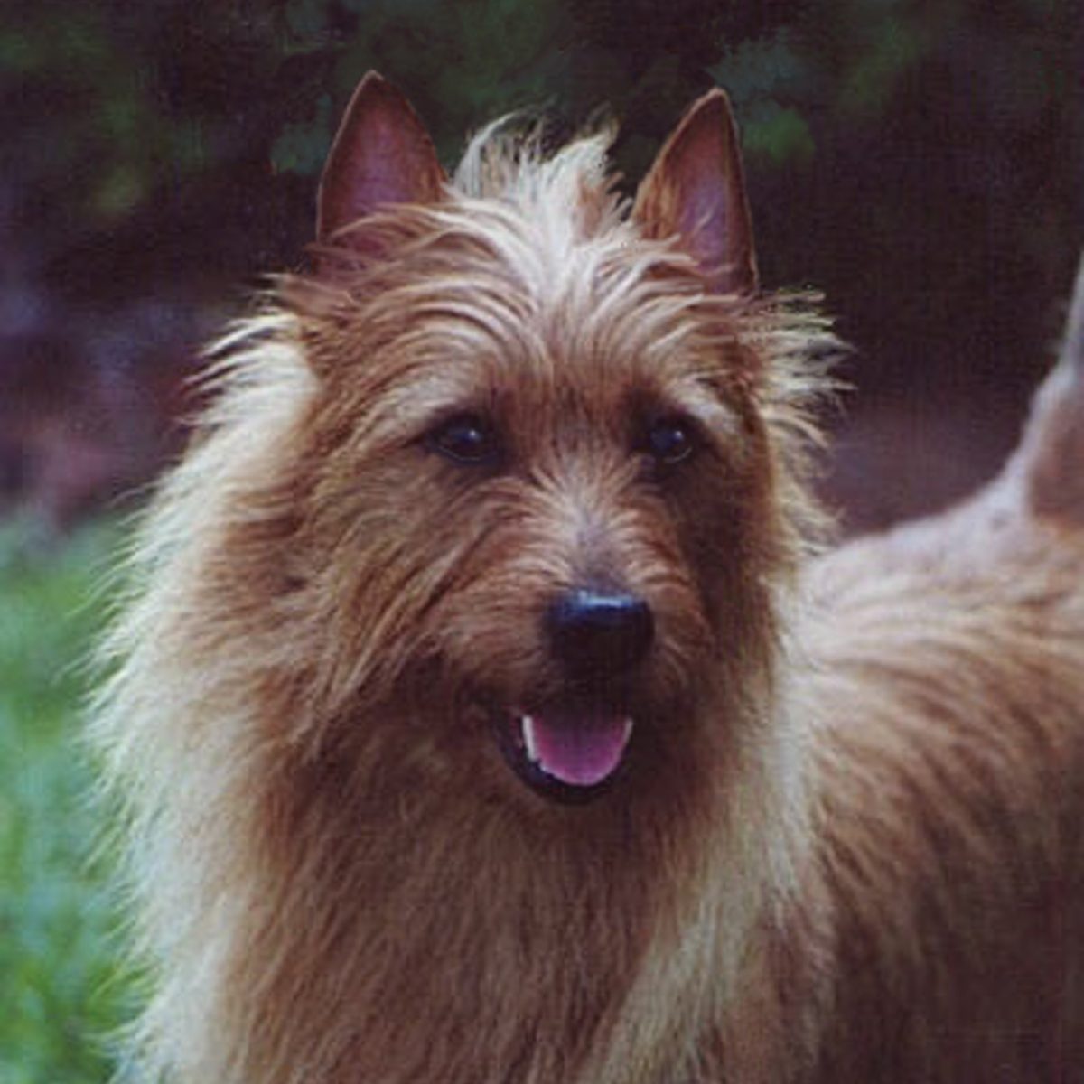 Australian Terrier