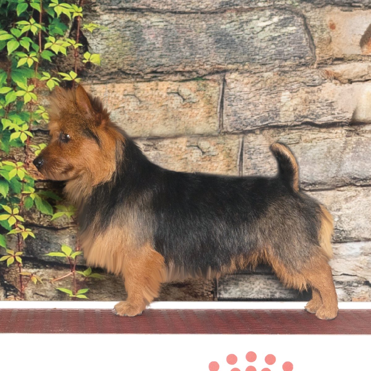 Australian Terrier