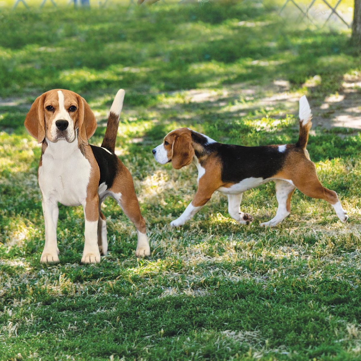 Beagle