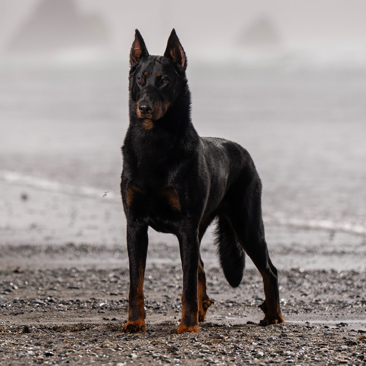 Beauceron