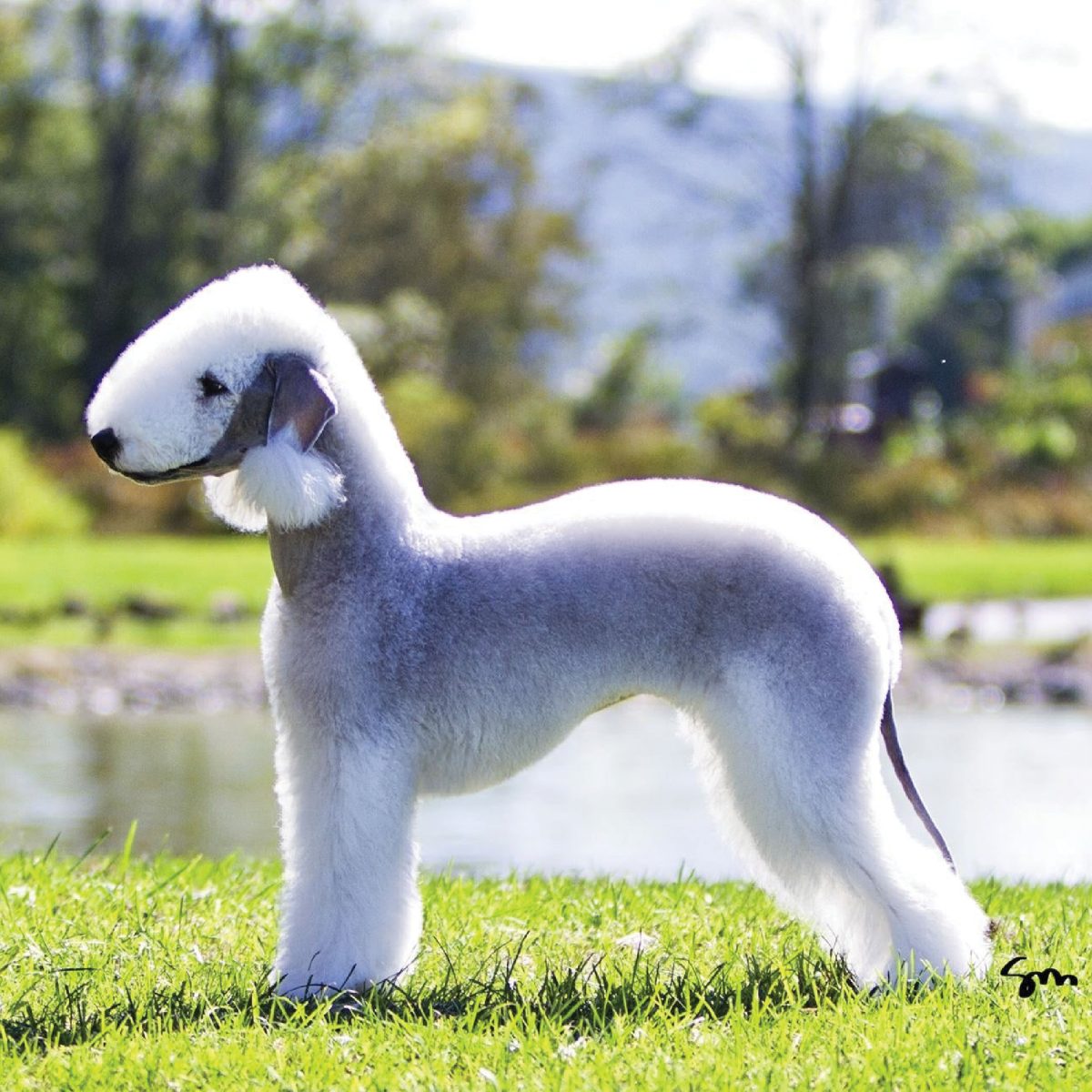 Bedlington Terrier