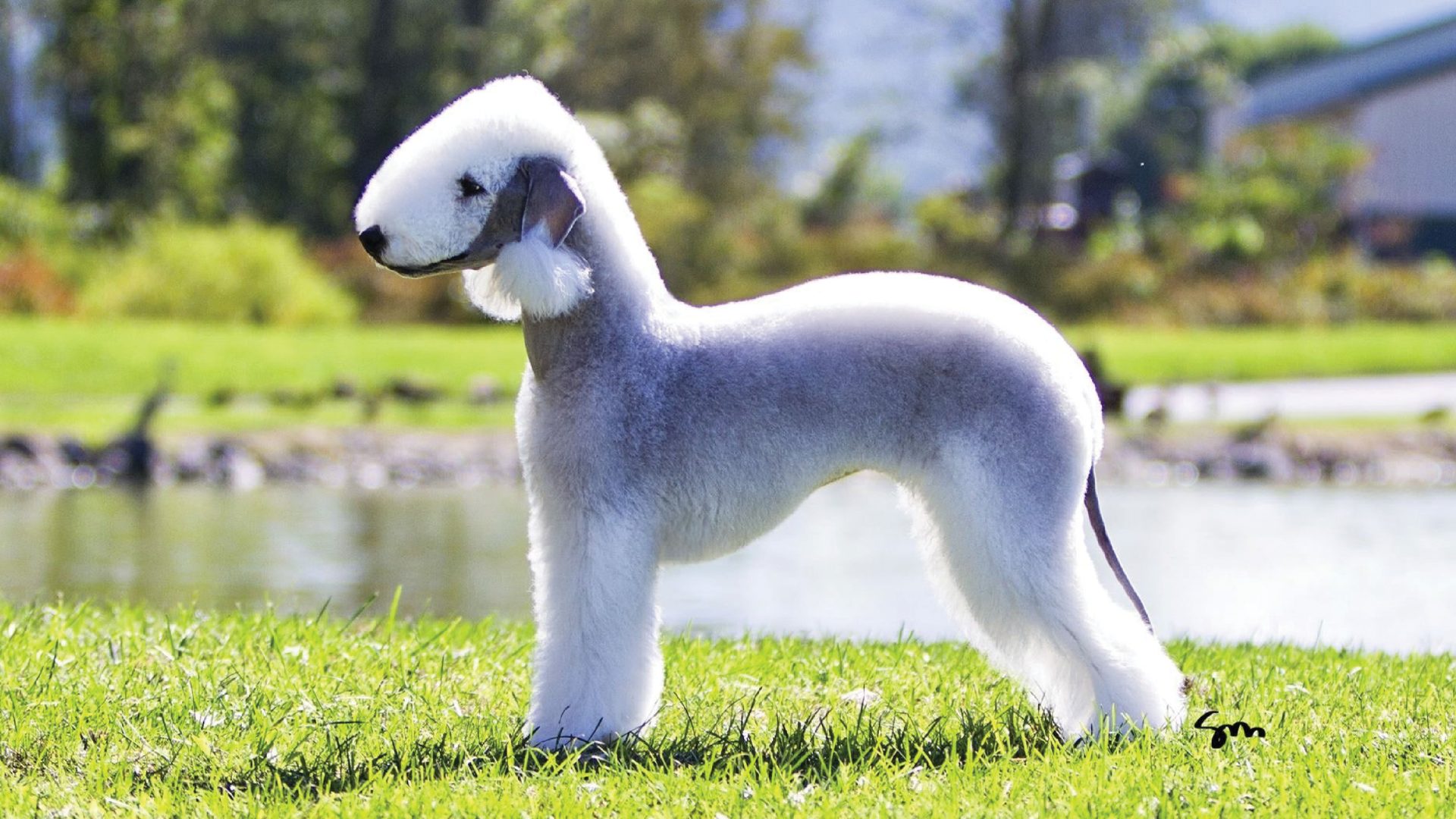 Bedlington Terrier