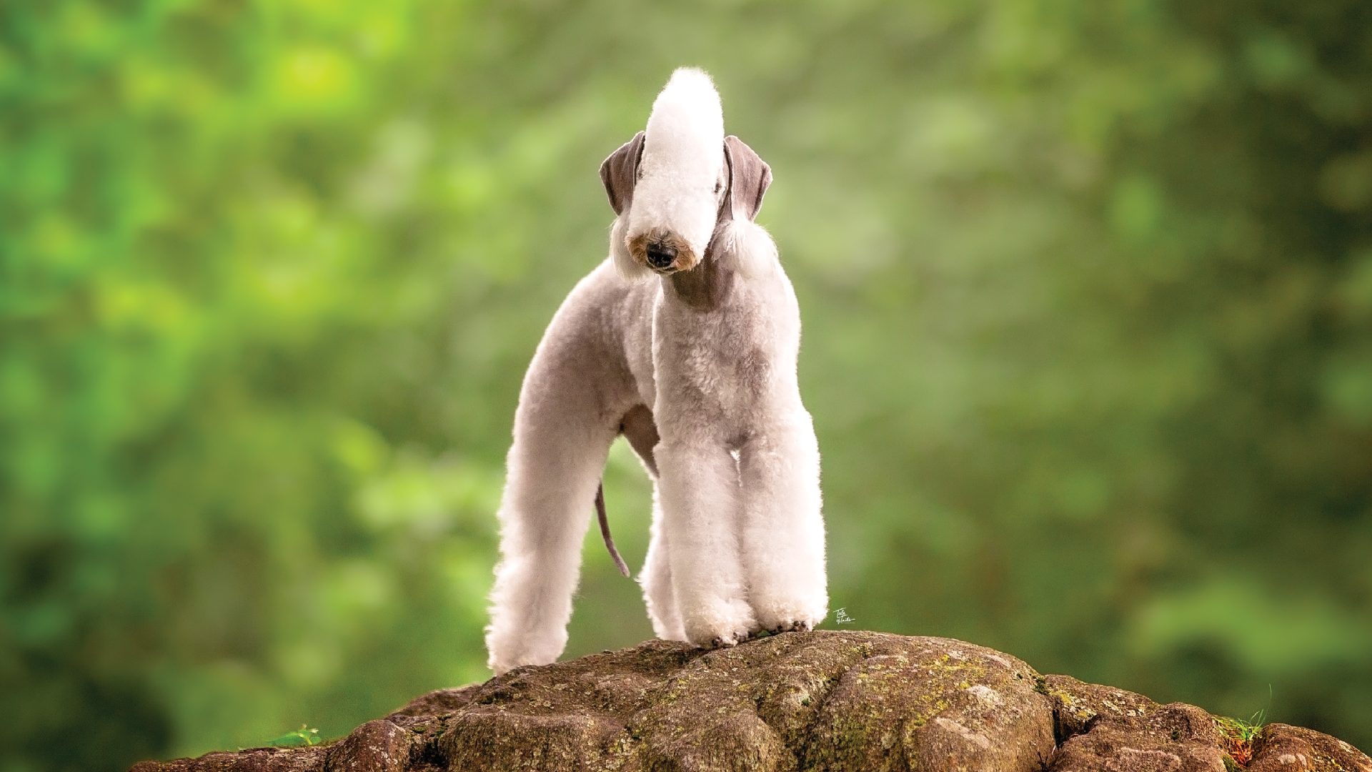 Bedlington Terrier