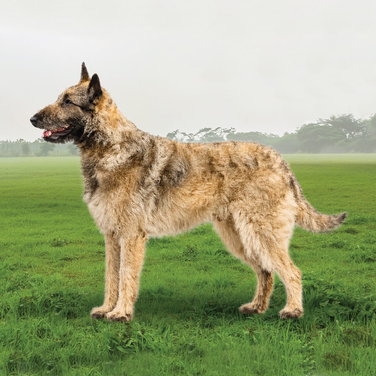 Belgian Laekenois