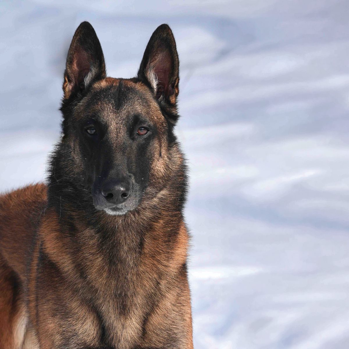 Belgian Malinois
