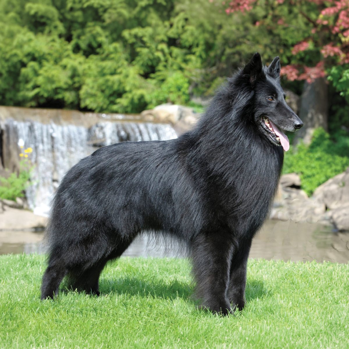 Belgian Sheepdog