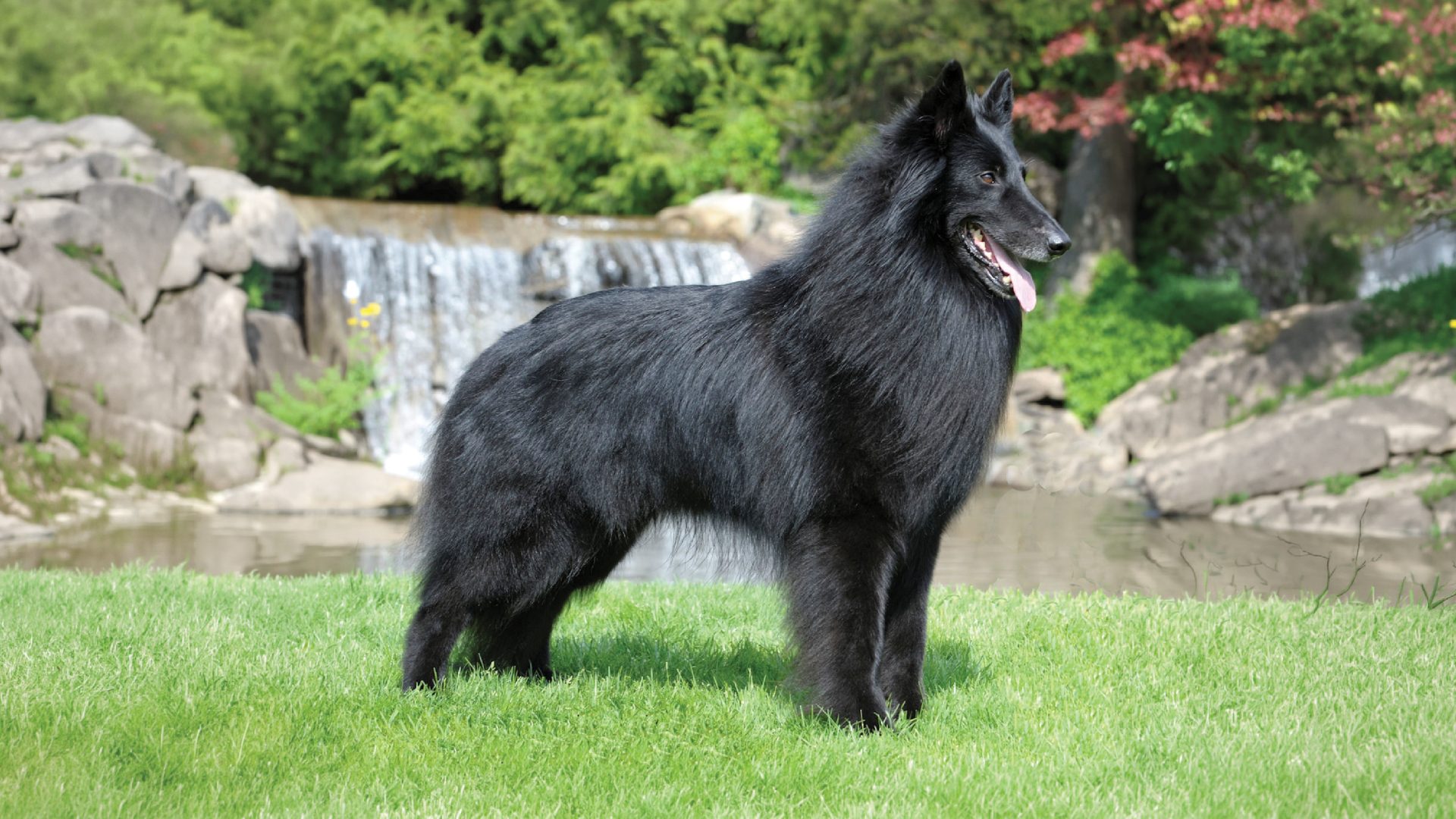 Belgian Sheepdog